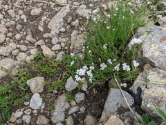 Asperula supina caespitans