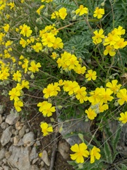 Helianthemum oelandicum orientale