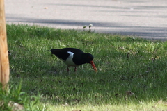 Haematopus ostralegus