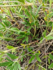Helianthemum oelandicum orientale