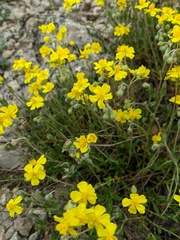 Helianthemum oelandicum orientale
