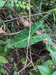 Alocasia longiloba