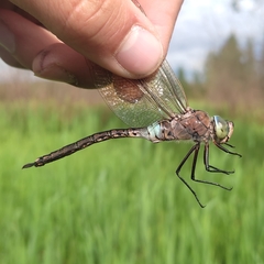 Anax parthenope