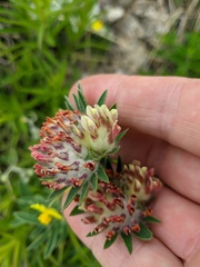Anthyllis vulneraria pulchella