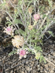 Chaenactis douglasii douglasii