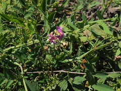Lathyrus incurvus