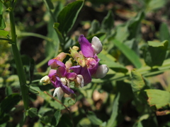 Lathyrus incurvus