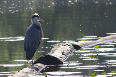 Ardea cinerea