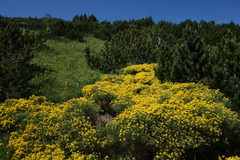 Genista radiata