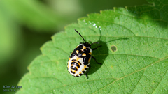 Eurydema