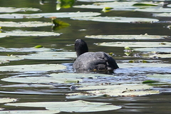 Fulica atra