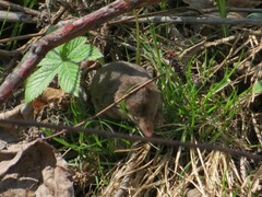 Sorex caecutiens