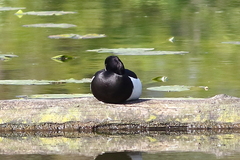 Aythya fuligula