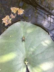 Poecilobothrus nobilitatus
