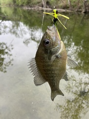 Lepomis auritus × macrochirus