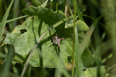 Pisaura mirabilis