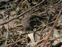 Sorex caecutiens