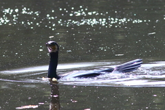 Phalacrocorax carbo