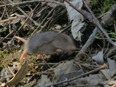 Sorex caecutiens