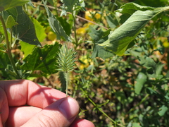 Eremopyrum orientale