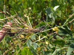 Eremopyrum orientale