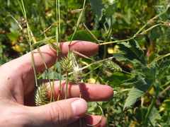 Eremopyrum orientale