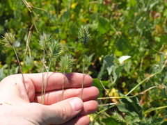 Eremopyrum orientale