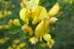 Genista patens
