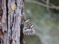 Hipparchia syriaca