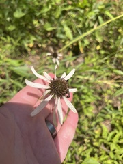 Echinacea sanguinea