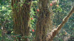 Disocactus speciosus