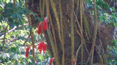 Disocactus speciosus