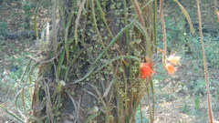 Disocactus speciosus