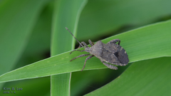 Acanthocoris sordidus