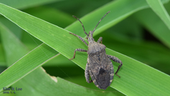 Acanthocoris sordidus