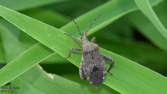 Acanthocoris sordidus