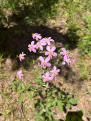 Sabatia angularis