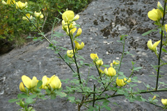 Genista patens