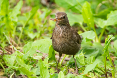 Turdus merula