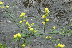 Genista patens