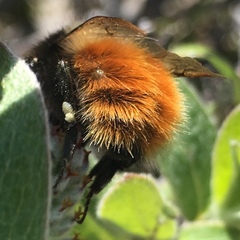Bombus lapponicus