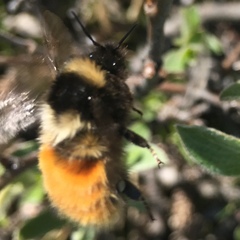 Bombus lapponicus