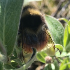 Bombus lapponicus