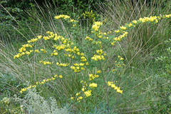 Genista patens