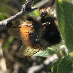 Bombus lapponicus