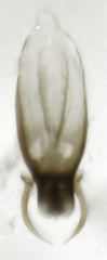 Leptacinus pusillus