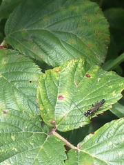 Ichneumon suspiciosus