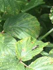 Ichneumon suspiciosus