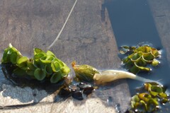 Salvinia cucullata