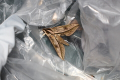 Xylophanes acrus